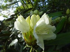 白花シャクナゲ