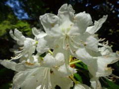 シャクナゲ園の白花シャクナゲ