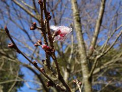 こちらの冬桜は別品種？