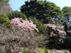 椿園付近の満開の河津桜