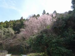 帆柱稲荷近くの満開の桜