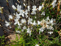 漸く咲いた白花コバノミツバツツジ