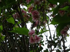 4月25日の桜
